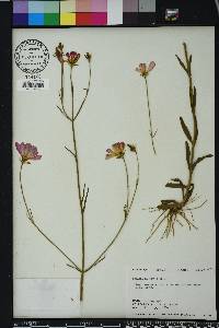 Sabatia decandra image