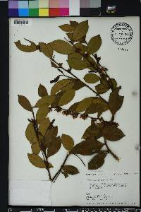 Lyonia lucida image