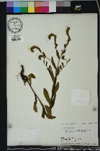 Onosmodium virginianum image