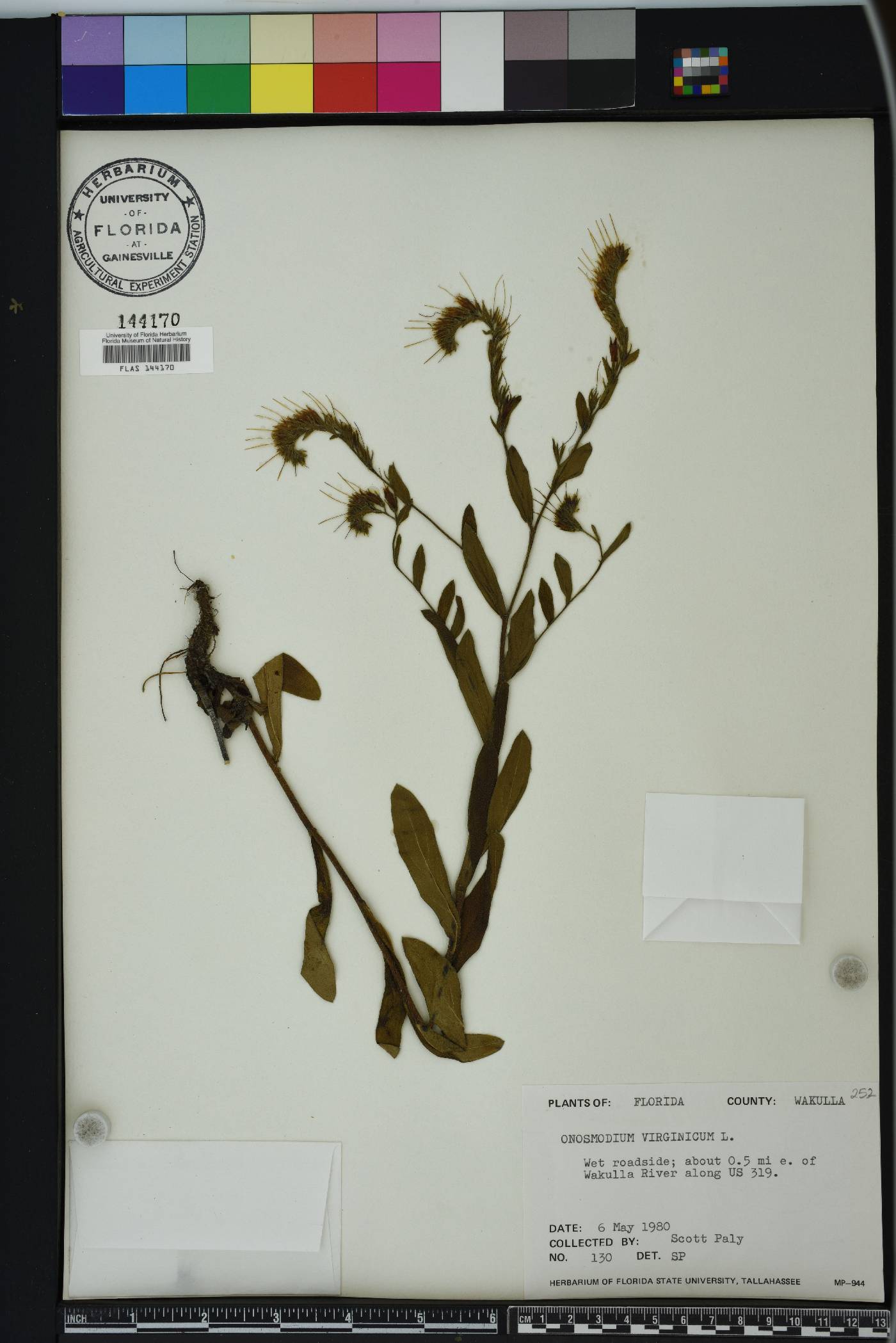 Onosmodium virginianum image