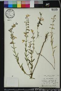 Dicerandra linearifolia image