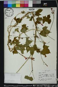 Ipomoea hederacea image