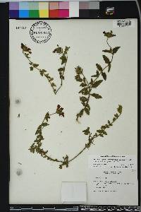 Verbena hastata image