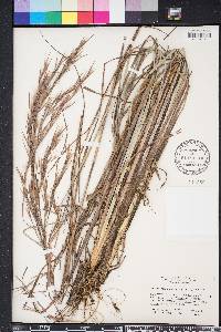 Andropogon glomeratus image