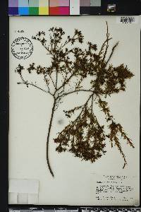 Hypericum fasciculatum image