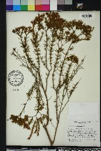 Hypericum fasciculatum image