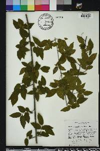 Sageretia minutiflora image