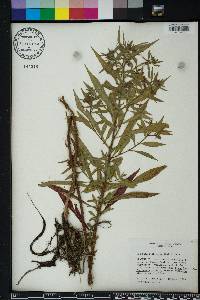 Ludwigia leptocarpa image