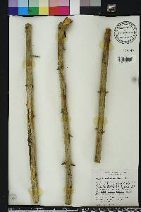 Sageretia minutiflora image