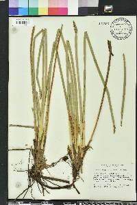 Eleocharis equisetoides image