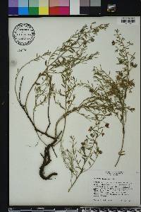 Krameria lanceolata image