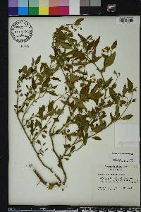Solanum pseudogracile image
