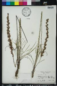 Liatris tenuifolia image