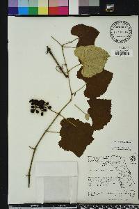 Vitis shuttleworthii image