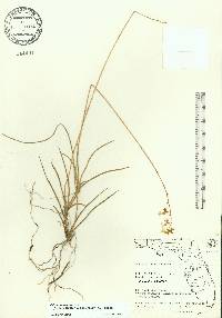 Tolumnia bahamensis image