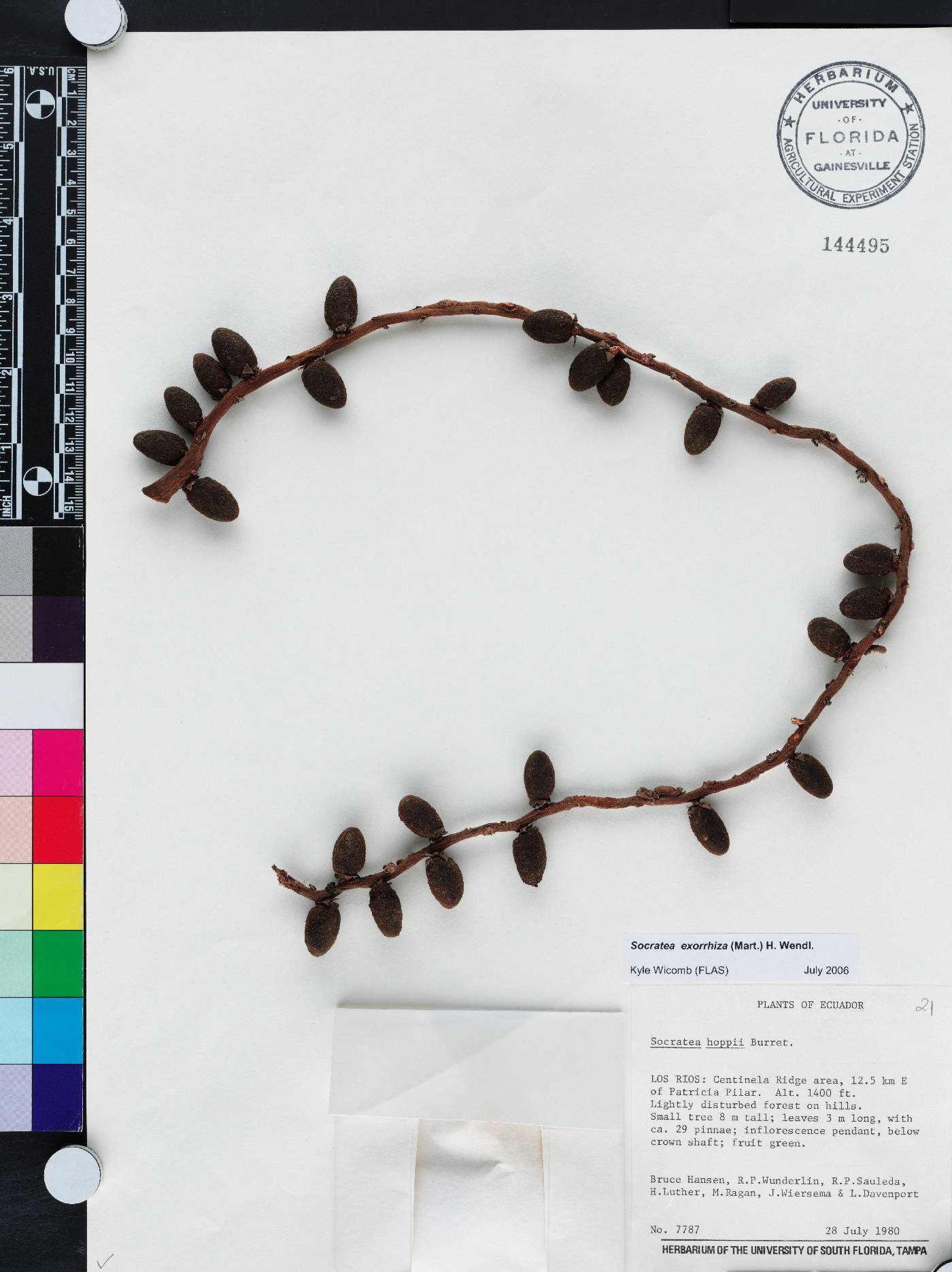 Socratea exorrhiza image