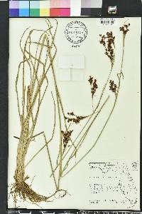 Rhynchospora microcarpa image