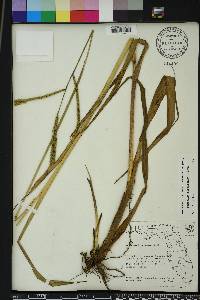 Paspalum floridanum image