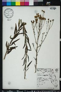 Palafoxia integrifolia image