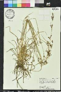 Rhynchospora microcarpa image