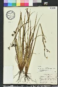 Sisyrinchium xerophyllum image