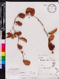 Smilax havanensis image