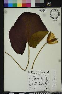 Image Associated With the Occurence