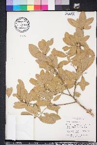 Quercus virginiana image