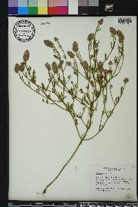 Polygala cruciata image