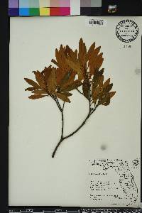 Persea humilis image