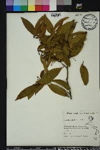 Damburneya coriacea image