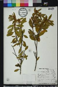 Lyonia ferruginea image