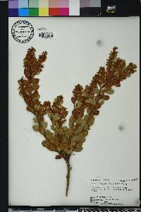 Lyonia fruticosa image