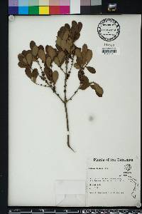 Eugenia foetida image