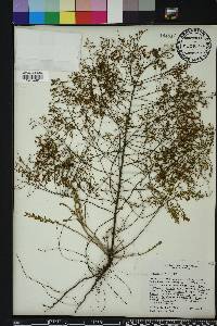 Lechea sessiliflora image