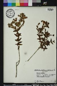 Hypericum myrtifolium image