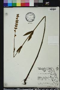 Physostegia leptophylla image