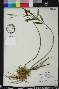 Asclepias perennis image