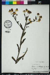 Helenium flexuosum image
