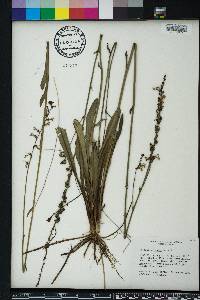 Lobelia paludosa image