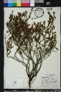 Hypericum reductum image