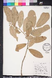 Quercus geminata image