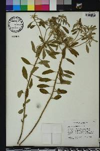 Croton argyranthemus image