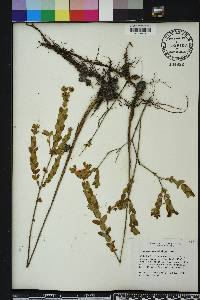 Hypericum myrtifolium image