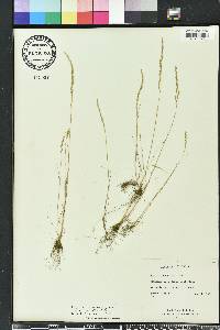 Vulpia octoflora var. glauca image