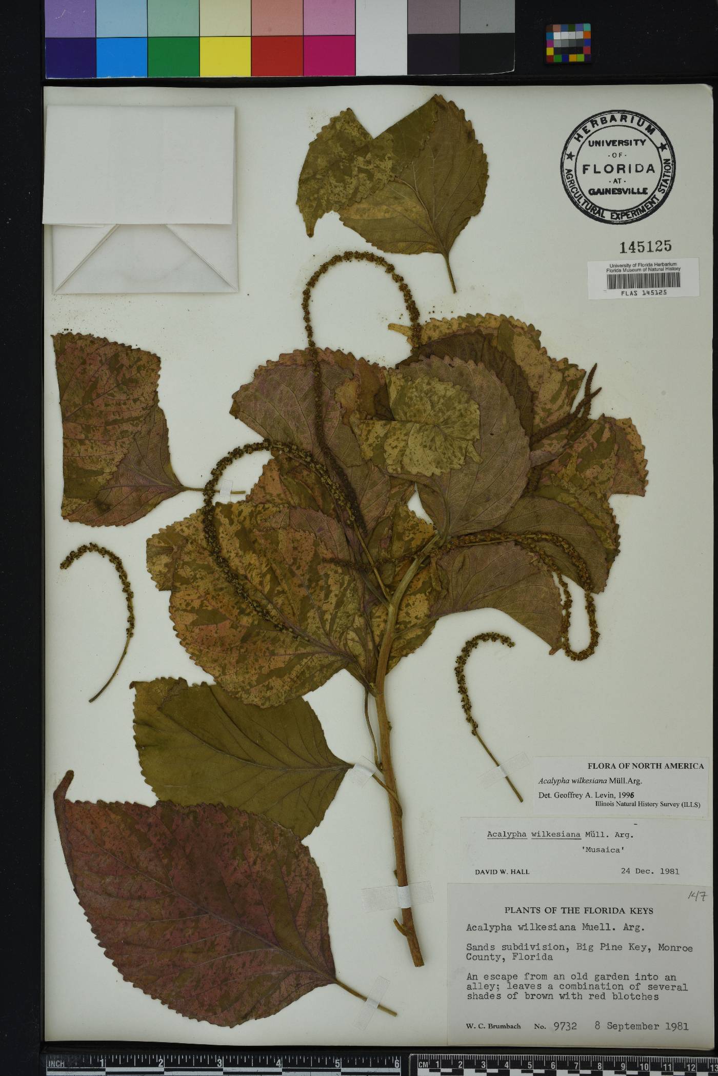 Acalypha amentacea image