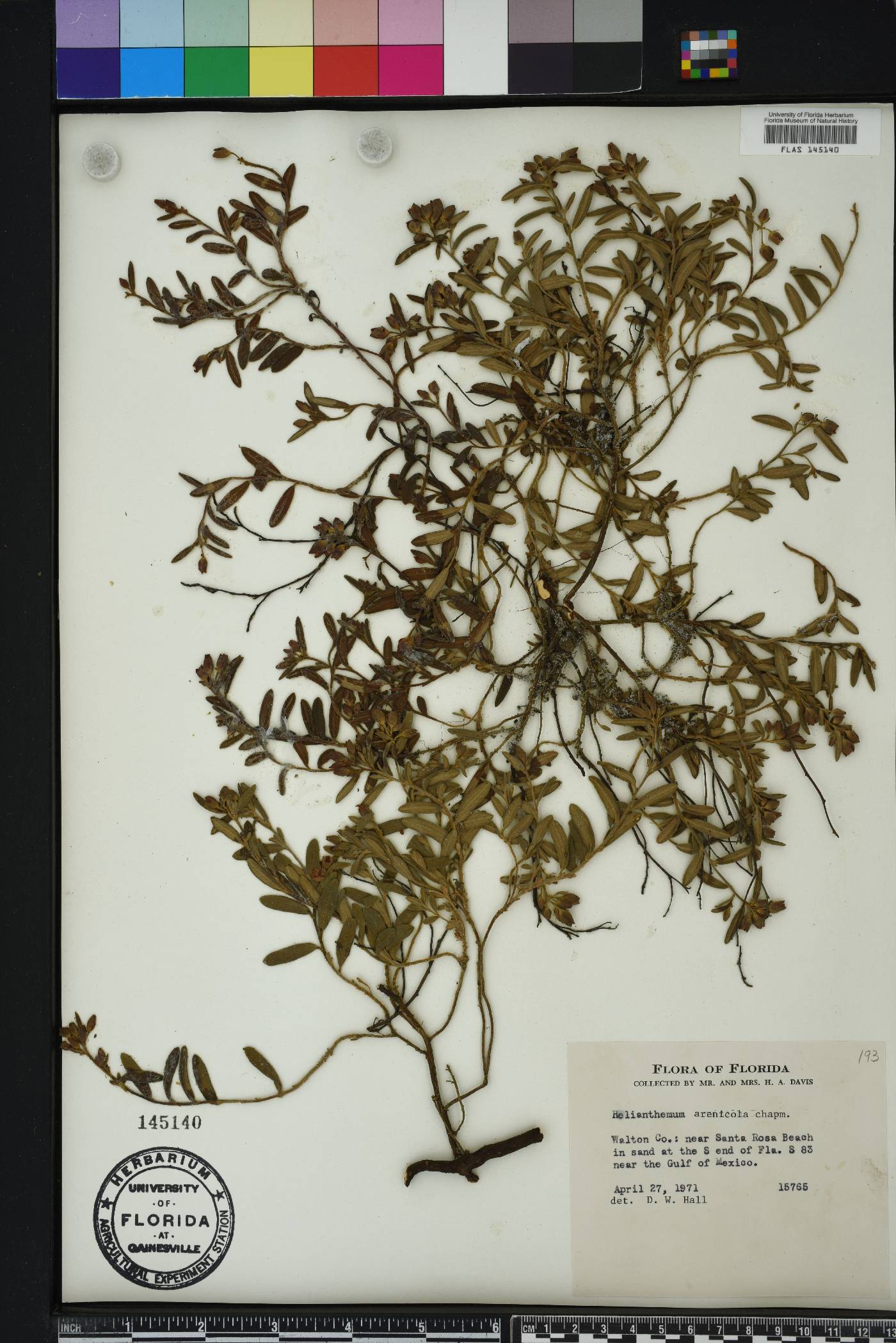 Crocanthemum arenicola image