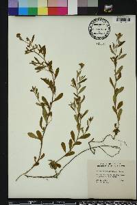 Crocanthemum georgianum image