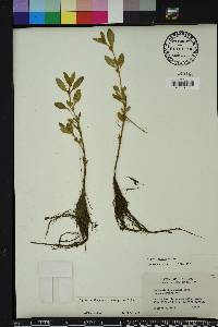 Cuphea carthagenensis image