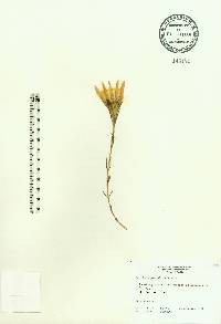 Gentiana pennelliana image